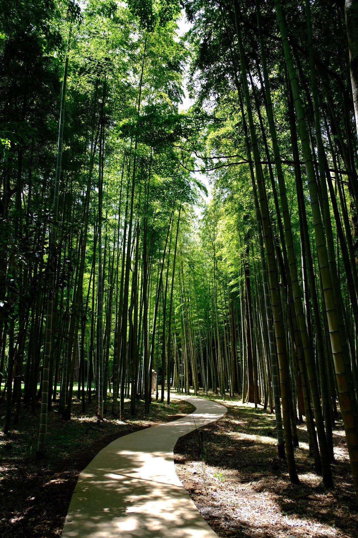 kyotobambooforest